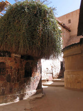 画像をギャラリービューアに読み込む, 2026年シナイ山巡礼ツアー