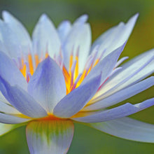 画像をギャラリービューアに読み込む, ブルーロータス・アブソリュート BLUE LOTUS ABSOLUTE