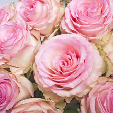 画像をギャラリービューアに読み込む, ローズ・アブソリュート ROSE ABSOLUTE