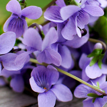 画像をギャラリービューアに読み込む, バイオレット・アブソリュート VIOLET ABSOLUTE