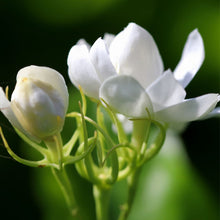 画像をギャラリービューアに読み込む, ジャスミン・アブソリュート JASMINE ABSOLUTE