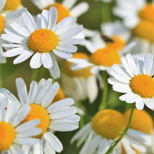 画像をギャラリービューアに読み込む, カモミール・アブソリュート CHAMOMILE ABSOLUTE