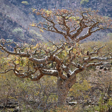 画像をギャラリービューアに読み込む, フランキンセンス FRANKINCENSE