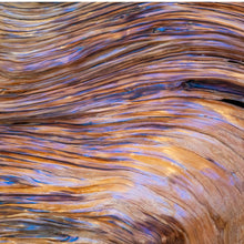 画像をギャラリービューアに読み込む, サンダルウッド SANDAL WOOD